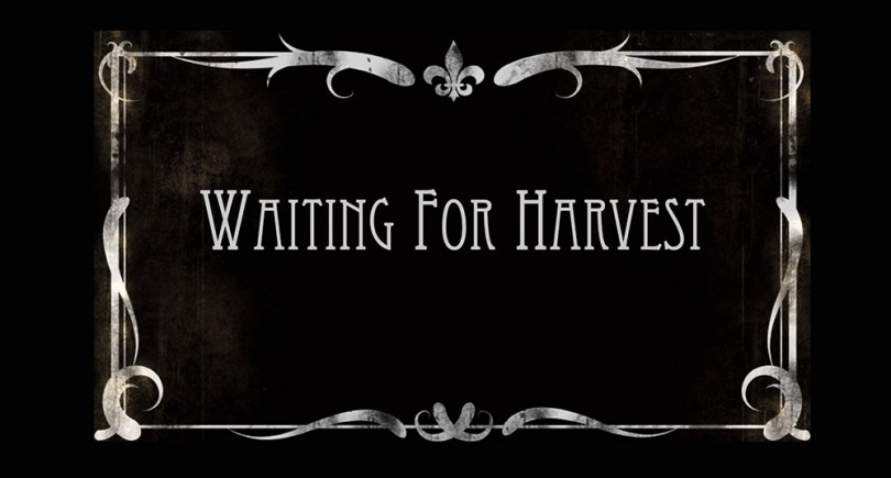 Waiting for Harvest