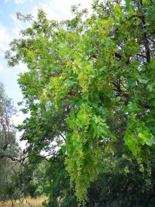 La vigna sospesa